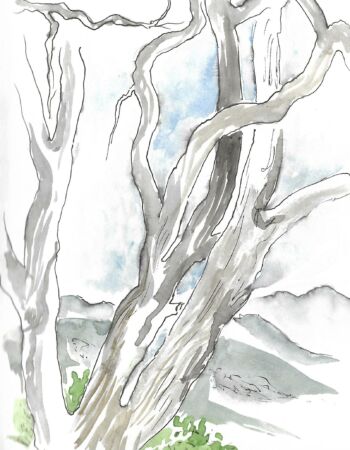 croquis esquisses Véronique Arnault forêt