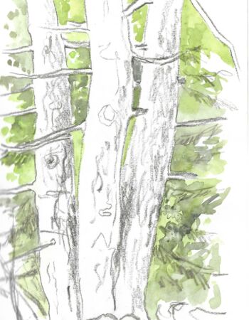 croquis esquisses Véronique Arnault forêt