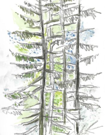 croquis esquisses Véronique Arnault forêt