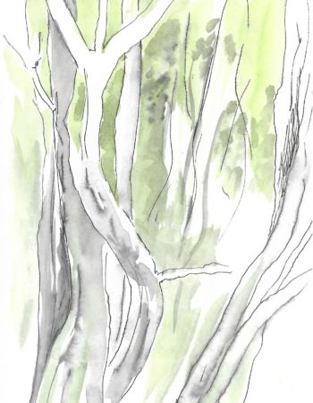 croquis esquisses Véronique Arnault forêt