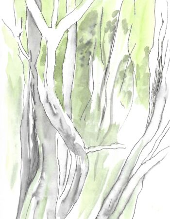 croquis esquisses Véronique Arnault forêt