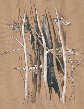 croquis sur le forêt dévoilée de Véronique Arnault